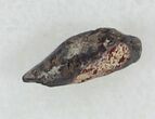 Permian Amphibian (Trimerorhachis) Claw - Oklahoma #33612-1